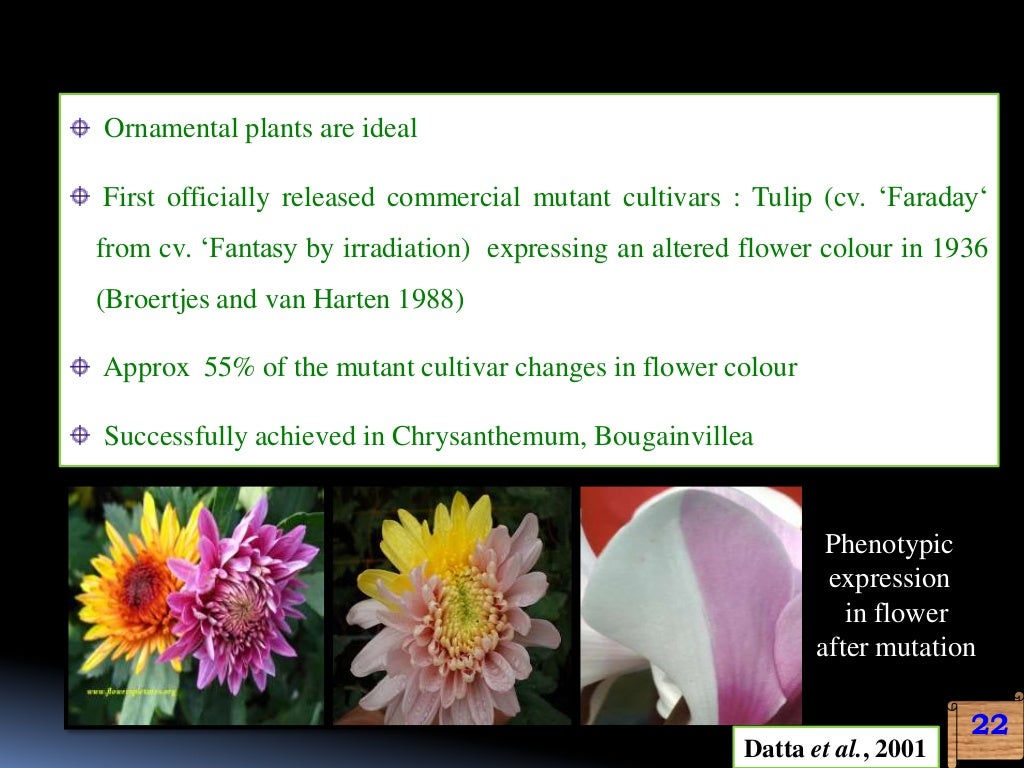 engineering for flower colour modification