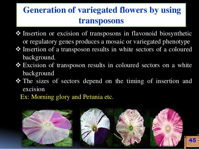 genetic engineering for flower colour modification is flower size genetic