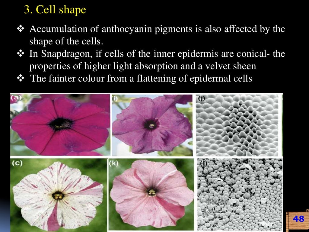 engineering for flower colour modification