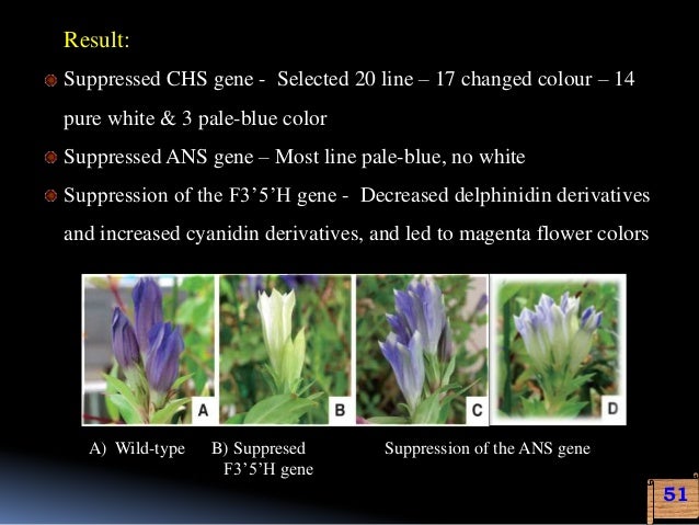genetic engineering for flower colour modification is flower size genetic