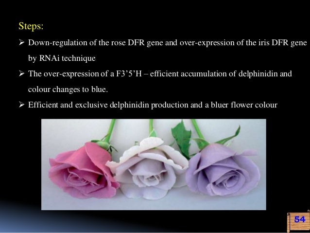 genetic engineering for flower colour modification is flower size genetic