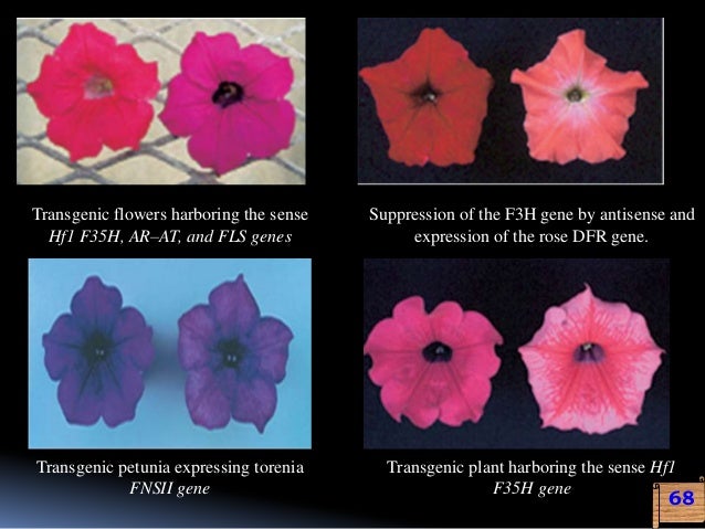 genetic engineering for flower colour modification is flower size genetic