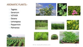AROMATIC PLANTS:-
Tagetes
Geranium
VETIVER
Davana
Lemongrass
Peppermint
Palmarosa
Tagetes Geranium Geranium with flowers.
Khus grass
Davana Davana
Lemongrass Lemongrass
Peppermint
Palmarosa
29/5/2014 PBT-510 Biosafety,IPR and Bioetics {2+0} 33
 