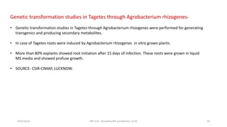 Genetic transformation studies in Tagetes through Agrobacterium rhizogenes-
• Genetic transformation studies in Tagetes through Agrobacterium rhizogenes were performed for generating
transgenics and producing secondary metabolites.
• In case of Tagetes roots were induced by Agrobacterium rhizogenes in vitro grown plants.
• More than 80% explants showed root initiation after 15 days of infection. These roots were grown in liquid
MS media and showed profuse growth.
• SOURCE- CSIR-CIMAP, LUCKNOW.
29/5/2014 PBT-510 Biosafety,IPR and Bioetics {2+0} 39
 