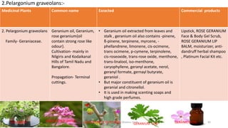 Medicinal Plants Common name Exracted Commercial products
2. Pelargonium graveolans
Family- Geraniaceae.
Geranium oil, Geranium,
rose geranium{oil
contain strong rose like
odour}.
Cultivation- mainly in
Nilgiris and Kodaikanal
Hills of Tamil Nadu and
Bangalore.
Propagation- Terminal
cuttings.
• Geranium oil extracted from leaves and
stalk , geranium oil also contains -pinene,
ß-pinene, terpinene, myrcene, -
phellandrene, limonene, cis-ocimene,
trans ocimene, p-cymene, terpinolene,
cis-roseoxide, trans-rose oxide, menthone,
trans-linalool, iso-menthone,
caryophyllene, geranyl acetate, nerol,
geranyl formate, gernayl butyrate,
geraniol .
• But major constituent of geranium oil is
geranial and citronellol.
• It is used in making scenting soaps and
high grade perfumes.
Lipstick, ROSE GERANIUM
Face & Body Gel Scrub,
ROSE GERANIUM LIP
BALM, moisturizer, anti-
dandruff herbal shampoo
, Platinum Facial Kit etc.
2.Pelargonium graveolans:-
PBT-510 Biosafety,IPR and Bioetics {2+0} 40GERANIUM GERANIUM FLOWER
GERANIUM LEAF GERANIUM OILGERANIUM T. CUTTINGS
 