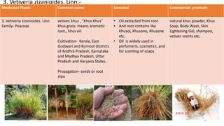 Medicinal Plants Common name Exracted Commercial products
3. Vetiveria zizanioides. Linn
Family- Poaceae
vetiver, khus , "Khus Khus"
khus grass. means aromatic
root., khus oil.
Cultivation- Kerala, East
Godavari and Kurnool districts
of Andhra Pradesh, Karnataka
and Madhya Pradesh, Uttar
Pradesh and Haryana States.
Propagation- seeds or root
slips
• Oil extracted from root.
• And root contains like
Khusol, Khusone, Khusene
etc.
• Oil is widely used in
perfumeris, cosmetics, and
for scenting of soaps.
natural khus powder, Khus
Soap, Body Wash, Skin
Lightening Gel, shampoo,
vetiver scents etc.
3. Vetiveria zizanioides. Linn:-
29/5/2014 PBT-510 Biosafety,IPR and Bioetics {2+0} 46
KHUS GRASS KHUS FLOWER KHUS SEEDS KHUS ROOTSLIPS KHUS OIL
 