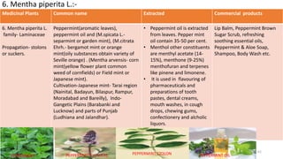 Medicinal Plants Common name Extracted Commercial products
6. Mentha piperita L.
family- Laminaceae
Propagation- stolons
or suckers.
Peppermint(aromatic leaves),
peppermint oil and (M.spicata L.-
separmint or garden mint), (M.citrata
Ehrh.- bergamot mint or orange
mint(oily substances obtain variety of
Seville orange) . (Mentha arvensis- corn
mint(yellow flower plant common
weed of cornfields) or Field mint or
Japanese mint).
Cultivation-Japanese mint- Tarai region
(Nainital, Badayun, Bilaspur, Rampur,
Moradabad and Bareilly), Indo-
Gangetic Plains (Barabanki and
Lucknow) and parts of Punjab
(Ludhiana and Jalandhar).
• Peppermint oil is extracted
from leaves. Pepper mint
oil contain 35-50 per cent.
• Menthol other constituents
are menthyl acetate (14-
15%), menthone (9-25%)
menthofuran and terpenes
like pinene and limonene.
• It is used in flavouring of
pharmaceuticals and
preparations of tooth
pastes, dental creams,
mouth washes, in cough
drops, chewing gums,
confectionery and alcholic
liquors.
Lip Balm, Peppermint Brown
Sugar Scrub, refreshing
soothing essential oils,
Peppermint & Aloe Soap,
Shampoo, Body Wash etc.
6. Mentha piperita L.:-
29/5/2014 PBT-510 Biosafety,IPR and Bioetics {2+0} 61
PEPPERMINT PEPPERMINT FLOWERS PEPPERMINT STOLON PEPPERMINT OIL
 