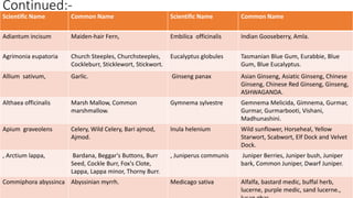 Continued:-
29/5/2014 PBT-510 Biosafety,IPR and Bioetics {2+0} 88
Scientific Name Common Name Scientific Name Common Name
Adiantum incisum Maiden-hair Fern, Embilica officinalis Indian Gooseberry, Amla.
Agrimonia eupatoria Church Steeples, Churchsteeples,
Cockleburr, Sticklewort, Stickwort.
Eucalyptus globules Tasmanian Blue Gum, Eurabbie, Blue
Gum, Blue Eucalyptus.
Allium sativum, Garlic. Ginseng panax Asian Ginseng, Asiatic Ginseng, Chinese
Ginseng, Chinese Red Ginseng, Ginseng,
ASHWAGANDA.
Althaea officinalis Marsh Mallow, Common
marshmallow.
Gymnema sylvestre Gemnema Melicida, Gimnema, Gurmar,
Gurmar, Gurmarbooti, Vishani,
Madhunashini.
Apium graveolens Celery, Wild Celery, Bari ajmod,
Ajmod.
Inula helenium Wild sunflower, Horseheal, Yellow
Starwort, Scabwort, Elf Dock and Velvet
Dock.
, Arctium lappa, Bardana, Beggar's Buttons, Burr
Seed, Cockle Burr, Fox's Clote,
Lappa, Lappa minor, Thorny Burr.
, Juniperus communis Juniper Berries, Juniper bush, Juniper
bark, Common Juniper, Dwarf Juniper.
Commiphora abyssinca Abyssinian myrrh. Medicago sativa Alfalfa, bastard medic, buffal herb,
lucerne, purple medic, sand lucerne.,
 