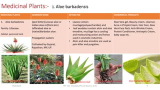 MEDICINAL PLANTS COMMON NAME EXTRACTED COMMERCIAL PRODUCTS
1. Aloe barbadensis
Family- Liliaceae.
Habitat- perennial herb
{peel bitter}curacao aloe or
Indian aloe or{thick skin}
Jaffarabad aloe or
{native}Barbados aloe.
Propagation-suckers
Cultivated by-Gujarat,
Rajasthan, MP, UP.
• Leaves contain
mucilage(polysaccharides) and
• leaf exudates contain aloin and aloe
emodine, mucilage has a cooling
and moisturizing action and hence
used in cosmetic industries.
• Aloin and aloe emodine are used as
pain killer and purgative.
Aloe Vera gel, Beauty-cream, cleanser,
Acne-n-Pimple Cream, Hair Care, Aloe
Vera Face Pack, Anti-Wrinkle Cream,
Protein Conditioner, Antiseptic Cream,
baby soap etc.
Medicinal Plants:- 1. Aloe barbadensis
29/5/2014 PBT-510 Biosafety,IPR and Bioetics {2+0} 9
Aloe barbadensis Aloe barbadensis flower Aloe barbadensis leaf Aloe barbadensis suckers Aloe barbadensis gel
Aloe barbadensis
 