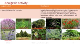 Analgesic activity:-
Analgesic activity Herbal plants
a drugs which give relief from pain. Bougainvilla spectabilis, Chelidonium majus, Ficus glomerata,
Dalbergia lanceolaria, Glaucium grandiflorum, Glaucium
paucilobum, Nepeta italic, Polyalthia longifolia, Sida acuta,
Stylosanthes fruticosa, Toona ciliate, Zataria multiflora and
Zingiber zerumbet
29/5/2014 PBT-510 Biosafety,IPR and Bioetics {2+0} 91
Bougainvillea spectabilis Chelidonium majus
Ficus glomerata
Dalbergia lanceolaria Glaucium grandiflorum
nepeta italica
Polyalthia longifolia Sida acuta Stylosanthes fruticosa Toona ciliate
 