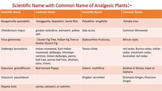 Scientific Name with Common Name of Analgesic Plants:-
29/5/2014 PBT-510 Biosafety,IPR and Bioetics {2+0} 92
Scientific Name Common Name Scientific Name Common Name
Bougainvilla spectabilis bonggavilla, Napoleón, Santa Rita. Polyalthia longifolia Ashoka tree.
Chelidonium majus greater celandine, wartwort, yellow
spit.
Sida acuta Common Wireweed.
Ficus glomerata Cluster Fig Tree, Indian Fig Tree or
Goolar (Gular) Fig
Stylosanthes fruticosa, African stylo.
Dalbergia lanceolaria Indian rosewood, East Indian
rosewood, dalbergia, Himalaya
raintree, Indian dalbergia, penny
leaf tree, penny-leaf tree, shisham,
sisso, sissoo.
Toona ciliate red cedar, Burma cedar, Indian
cedar, moulmein cedar,
Australian red cedar.
Glaucium grandiflorum Red-horned Poppy Zataria multiflora Avishan-E-Shirazi, Satar or
Zaataria.
Glaucium paucilobum Zingiber zerumbet Shampoo Ginger, Pinecone
Ginger.
Nepeta italic catnip, catswort, or catmint.
 