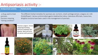 Antipsoriasis activity :-
Antipsoriasis activity Herbal plants
a drug used to treat
psoriasis.
Psoriasis meaning
"itching condition“
The different herbal remedies for psoriasis are, turmeric, shark cartilage extract, oregano oil, milk
thistle{flower}. Various antimicrobial agents Azadirachta indica, Calendula officinalis, Cassia tora,
Wrightia tinctoria have been used in the management of psoriasis .
29/5/2014 PBT-510 Biosafety,IPR and Bioetics {2+0} 96
Psoriasis vulgaris chronic
relapsing/remitting
immune-mediated skin
disease. Back and arms
of person with psoriasis
oregano plant oregano oil milk thistle
milk thistle seed oil
Silybum marianum
Calendula officinalis Cassia tora Wrightia tinctoria turmeric
shark cartilage extract
 