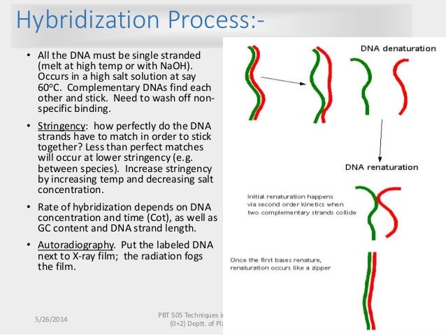 Hybridization Powerpoint (ppt) Templates - Hybridization Powerpoint (ppt) Presentation Templates Hybridization Powerpoint (ppt) Templates - Hybridization Powerpoint (ppt) Presentation Templates