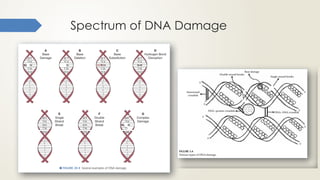 DNA Structure, Damage and Repair Mechanism- Avinesh Shrestha | PPTX