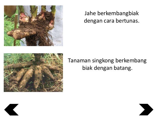 Gagasan Untuk Tanaman Singkong Berkembang Biak Dengan Cara Gagasan Untuk Tanaman Singkong Berkembang Biak Dengan Cara