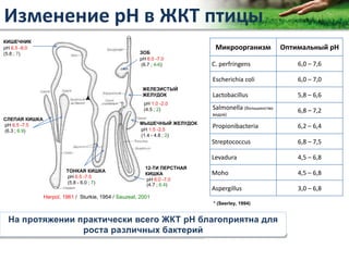 Copyright Vetagro 2012
ЗОБ
pH 6.0 -7.0
(6.7 ; 4-6)
ЖЕЛЕЗИСТЫЙ
ЖЕЛУДОК
pH 1.0 -2.0
(4.5 ; 2)
МЫШЕЧНЫЙ ЖЕЛУДОК
pH 1.5 -2.5
(1.4 - 4.8 ; 2)
12-ТИ ПЕРСТНАЯ
КИШКА
pH 6.0 -7.0
(4.7 ; 6.4)
КИШЕЧНИК
pH 6.5 -8.0
(5.8 ; 7)
ТОНКАЯ КИШКА
pH 6.5 -7.5
(5.8 - 6.0 ; 7)
СЛЕПАЯ КИШКА
pH 6.5 -7.5
(6.3 ; 6.9)
Herpol, 1961 / Sturkie, 1954 / Sauzeat, 2001
Изменение pH в ЖКТ птицы
Микроорганизм Оптимальный рН
C. perfringens 6,0 – 7,6
Escherichia coli 6,0 – 7,0
Lactobacillus 5,8 – 6,6
Salmonella (большинство
видов)
6,8 – 7,2
Propionibacteria 6,2 – 6,4
Streptococcus 6,8 – 7,5
Levadura 4,5 – 6,8
Moho 4,5 – 6,8
Aspergillus 3,0 – 6,8
* (Seerley, 1994)
На протяжении практически всего ЖКТ pH благоприятна для
роста различных бактерий
 