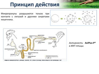 Copyright Vetagro 2012
Микрогранулы разрушаются только при
контакте с липазой и другими секретами
кишечника.
Активность AviPlus-P®
в ЖКТ птицы.
Принцип действия
 