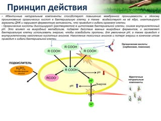 Copyright Vetagro 2012
Принцип действия
- Идентичные натуральным компоненты способствуют повышению мембранной проницаемости и лёгкому
проникновению органических кислот в бактериальную клетку, а также воздействуют на её ядро, инактивируют
агрегаты ДНК и нарушают ферментную активность, что приводит к гибели органелл клетки.
- Органические кислоты диссоциируют (растворяются) в цитоплазме бактериальной клетки, снижая внутриклеточный
pH. Это влияет на микробный метаболизм, подавляя действие важных микробных ферментов, и заставляет
бактериальную клетку использовать энергию, чтобы освободить протоны, для увеличения pH, а также приводит к
внутриклеточному накоплению кислотных анионов. Накопление токсичных анионов и потеря энергии в конечном итоге
приводит к гибели бактериальной клетки.
Идентичные
натуральным
компоненты
Органические кислоты
(сорбиновая, лимонная)R COOH
R COOH
pH
pH
Энергия
R COOH R COOH
RCOO-
H+
H+
H3PO4
Ортофосфорная
кислота
ПОДКИСЛИТЕЛЬ
R COOH
 