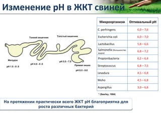 Copyright Vetagro 2012
Изменение pH в ЖКТ свиней
Микроорганизм Оптимальный рН
C. perfringens 6,0 – 7,6
Escherichia coli 6,0 – 7,0
Lactobacillus 5,8 – 6,6
Salmonella (большинство
видов)
6,8 – 7,2
Propionibacteria 6,2 – 6,4
Streptococcus 6,8 – 7,5
Levadura 4,5 – 6,8
Moho 4,5 – 6,8
Aspergillus 3,0 – 6,8
* (Seerley, 1994)
На протяжении практически всего ЖКТ pH благоприятна для
роста различных бактерий
pH 1.5 - 6 .0
Желудок
pH 4.0 - 6 .0
Тонкий кишечник
pH 5.5 - 7.5
Толстый кишечник
pH 6.5 - 8.0
Прямая кишка
 