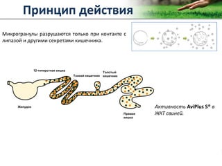 Copyright Vetagro 2012
Микрогранулы разрушаются только при контакте с
липазой и другими секретами кишечника.
Активность AviPlus S® в
ЖКТ свиней.
Принцип действия
Желудок
12-типерстная кишка
Толстый
кишечникТонкий кишечник
Прямая
кишка
 