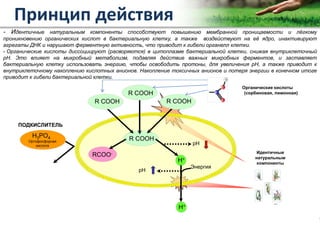 Copyright Vetagro 2012
Принцип действия
- Идентичные натуральным компоненты способствуют повышению мембранной проницаемости и лёгкому
проникновению органических кислот в бактериальную клетку, а также воздействуют на её ядро, инактивируют
агрегаты ДНК и нарушают ферментную активность, что приводит к гибели органелл клетки.
- Органические кислоты диссоциируют (расворяются) в цитоплазме бактериальной клетки, снижая внутриклеточный
pH. Это влияет на микробный метаболизм, подавляя действие важных микробных ферментов, и заставляет
бактериальную клетку использовать энергию, чтобы освободить протоны, для увеличения pH, а также приводит к
внутриклеточному накоплению кислотных анионов. Накопление токсичных анионов и потеря энергии в конечном итоге
приводит к гибели бактериальной клетки.
Идентичные
натуральным
компоненты
Органические кислоты
(сорбиновая, лимонная)R COOH
R COOH
pH
pH
Энергия
R COOH R COOH
RCOO-
H+
H+
H3PO4
Ортофосфорная
кислота
ПОДКИСЛИТЕЛЬ
R COOH
 