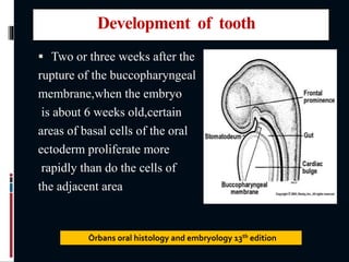 Development of tooth
 Two or three weeks after the
rupture of the buccopharyngeal
membrane,when the embryo
is about 6 weeks old,certain
areas of basal cells of the oral
ectoderm proliferate more
rapidly than do the cells of
the adjacent area
Òrbans oral histology and embryology 13th edition
 
