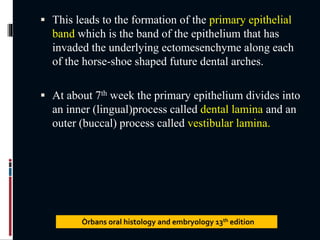  This leads to the formation of the primary epithelial
band which is the band of the epithelium that has
invaded the underlying ectomesenchyme along each
of the horse-shoe shaped future dental arches.
 At about 7th week the primary epithelium divides into
an inner (lingual)process called dental lamina and an
outer (buccal) process called vestibular lamina.
Òrbans oral histology and embryology 13th edition
 
