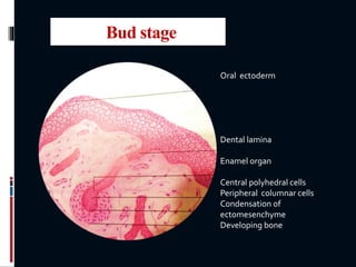 Bud stage
Oral ectoderm
Dental lamina
Enamel organ
Central polyhedral cells
Peripheral columnar cells
Condensation of
ectomesenchyme
Developing bone
 