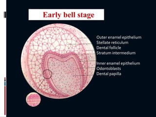 Outer enamel epithelium
Stellate reticulum
Dental follicle
Stratum intermedium
Inner enamel epithelium
Odontoblasts
Dental papilla
Early bell stage
 