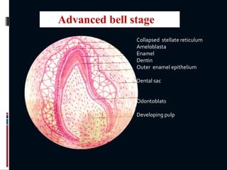 Collapsed stellate reticulum
Ameloblasta
Enamel
Dentin
Outer enamel epithelium
Dental sac
Odontoblats
Developing pulp
Advanced bell stage
 
