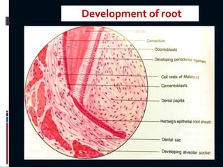 Development of root
 