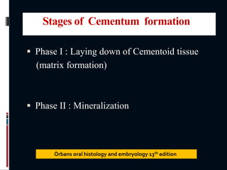 Stages of Cementum formation
 Phase I : Laying down of Cementoid tissue
(matrix formation)
 Phase II : Mineralization
Òrbans oral histology and embryology 13th edition
 