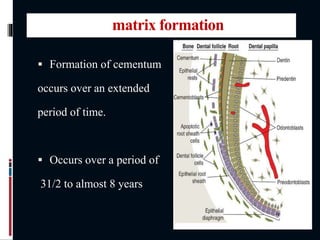 matrix formation
 Formation of cementum
occurs over an extended
period of time.
 Occurs over a period of
31/2 to almost 8 years
 