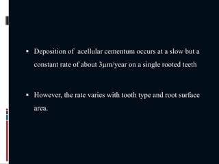  Deposition of acellular cementum occurs at a slow but a
constant rate of about 3µm/year on a single rooted teeth
 However, the rate varies with tooth type and root surface
area.
 