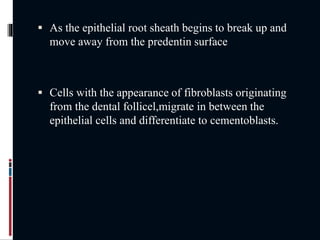  As the epithelial root sheath begins to break up and
move away from the predentin surface
 Cells with the appearance of fibroblasts originating
from the dental follicel,migrate in between the
epithelial cells and differentiate to cementoblasts.
 