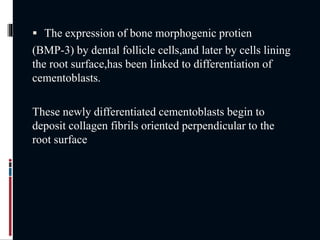  The expression of bone morphogenic protien
(BMP-3) by dental follicle cells,and later by cells lining
the root surface,has been linked to differentiation of
cementoblasts.
These newly differentiated cementoblasts begin to
deposit collagen fibrils oriented perpendicular to the
root surface
 
