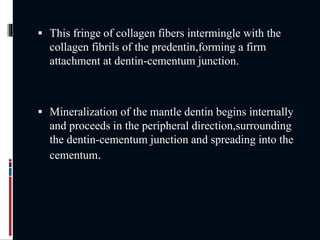  This fringe of collagen fibers intermingle with the
collagen fibrils of the predentin,forming a firm
attachment at dentin-cementum junction.
 Mineralization of the mantle dentin begins internally
and proceeds in the peripheral direction,surrounding
the dentin-cementum junction and spreading into the
cementum.
 