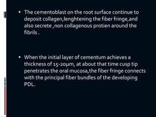  The cementoblast on the root surface continue to
deposit collagen,lenghtening the fiber fringe,and
also secrete ,non collagenous protien around the
fibrils .
 When the initial layer of cementum achieves a
thickness of 15-20µm, at about that time cusp tip
penetrates the oral mucosa,the fiber fringe connects
with the principal fiber bundles of the developing
PDL.
 