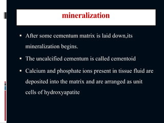 mineralization
 After some cementum matrix is laid down,its
mineralization begins.
 The uncalcified cementum is called cementoid
 Calcium and phosphate ions present in tissue fluid are
deposited into the matrix and are arranged as unit
cells of hydroxyapatite
 