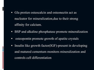  Gla protien osteocalcin and osteonectin act as
nucleator for mineralization,due to their strong
affinity for calcium.
 BSP and alkaline phosphatase promote mineralization
 osteopontin promote growth of apatite crystals
 Insulin like growth factor(IGF)-present in developing
and matured cementum monitors mineralization and
controls cell differentiation
 