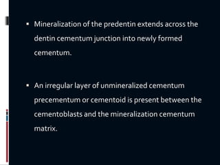  Mineralization of the predentin extends across the
dentin cementum junction into newly formed
cementum.
 An irregular layer of unmineralized cementum
precementum or cementoid is present between the
cementoblasts and the mineralization cementum
matrix.
 