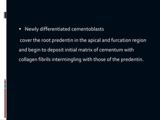  Newly differentiated cementoblasts
cover the root predentin in the apical and furcation region
and begin to deposit initial matrix of cementum with
collagen fibrils intermingling with those of the predentin.
 