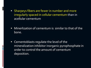  Sharpeys fibers are fewer in number and more
irregularly spaced in cellular cementum than in
acellular cementum
 Minerlization of cementum is similar to that of the
bone.
 Cementoblasts regulate the level of the
mineralization inhibitor inorganic pyrophosphate in
order to control the amount of cementum
deposition.
 