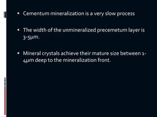  Cementum mineralization is a very slow process
 The width of the unmineralized precemetum layer is
3-5µm.
 Mineral crystals achieve their mature size between 1-
4µm deep to the mineralization front.
 