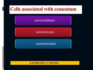 Cells associated with cementum
A.R.TENCATES 4TH EDITION
cementocyte
cementoblasts
cementoclasts
 