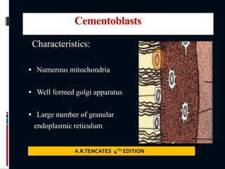 Cementoblasts
Characteristics:
 Numerous mitochondria
 Well formed golgi apparatus
 Large number of granular
endoplasmic reticulum
A.R.TENCATES 4TH EDITION
 