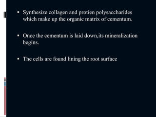  Synthesize collagen and protien polysaccharides
which make up the organic matrix of cementum.
 Once the cementum is laid down,its mineralization
begins.
 The cells are found lining the root surface
 