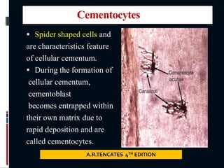 Cementocytes
 Spider shaped cells and
are characteristics feature
of cellular cementum.
 During the formation of
cellular cementum,
cementoblast
becomes entrapped within
their own matrix due to
rapid deposition and are
called cementocytes.
A.R.TENCATES 4TH EDITION
 