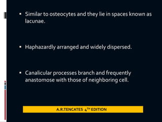 Similar to osteocytes and they lie in spaces known as
lacunae.
 Haphazardly arranged and widely dispersed.
 Canalicular processes branch and frequently
anastomose with those of neighboring cell.
A.R.TENCATES 4TH EDITION
 