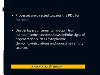  Processes are directed towards the PDL for
nutrition.
 Deeper layers of cementum (60µm from
nutrition)cementocytes shows definite signs of
degeneration such as cytoplasmic
clumping,vesiculations and sometimes empty
lacunae.
A.R.TENCATES 4TH EDITION
 